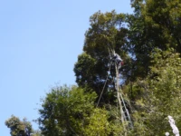 空師ってどんな仕事をするの？空師の仕事内容や山師・庭師との違いを解説！
