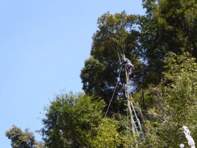 ハーネスを着用して高木の剪定をしている様子
