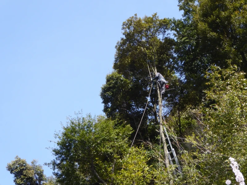 ハーネスを着用して高木の剪定をしている様子