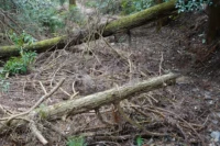 倒木被害を防ぐには早めの伐採！｜倒木の危険性と予防方法をご紹介