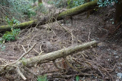 土石流で木が倒れている様子