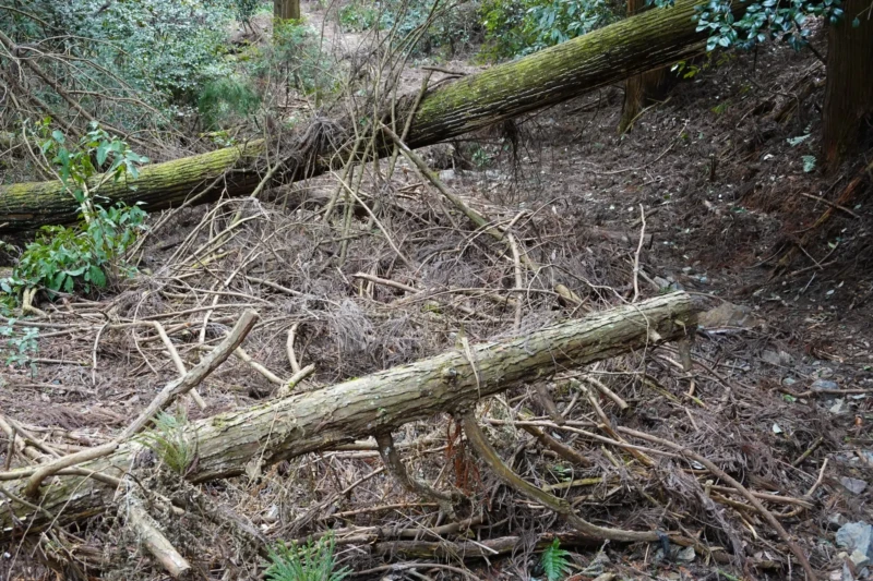 土石流で木が倒れている様子