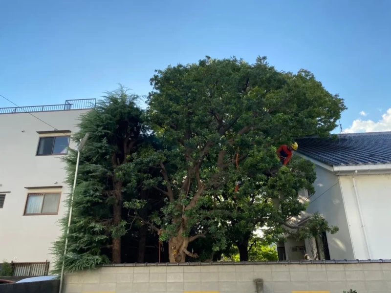 建物同士の間に生えている大木を伐採する様子