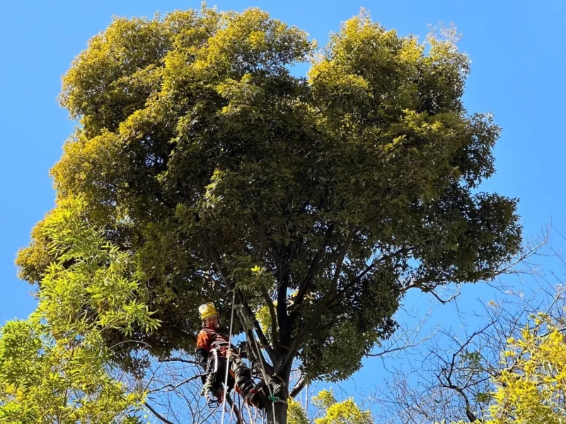 ツリークライミングで気に大木の伐採をしている様子