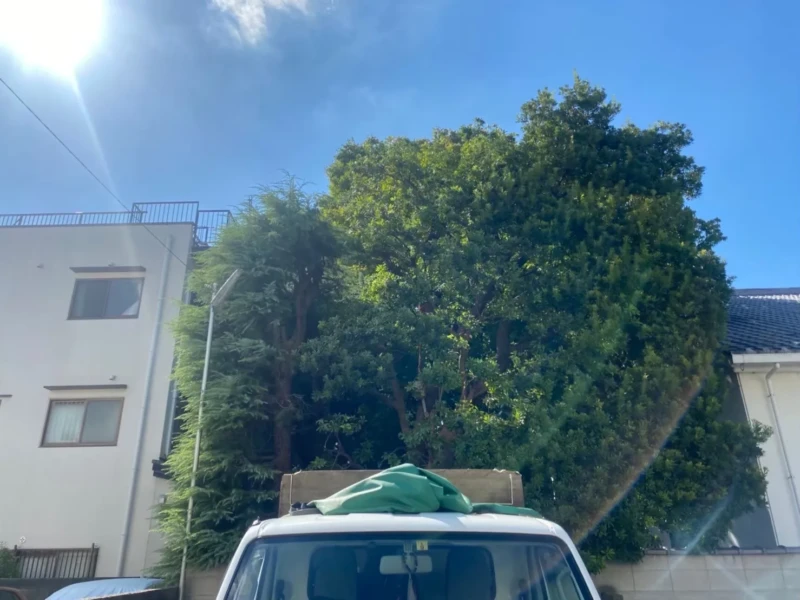 住宅密集地に木が生い茂っている様子