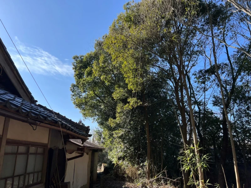 建物の近くに高木が生えている様子