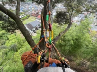 特殊伐採の方法は？主要な方法を現場別に分かりやすく紹介！