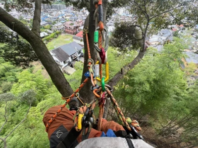 ツリークライミングで木に登って地上を見下ろしている様子
