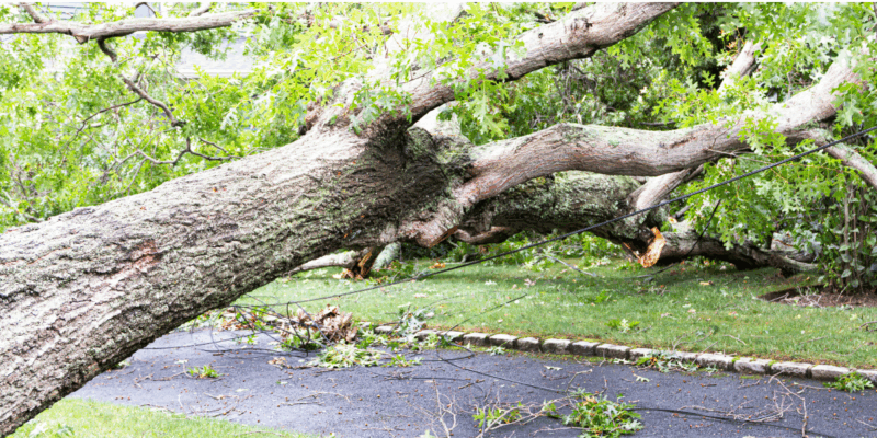 大木　現場事例イメージ