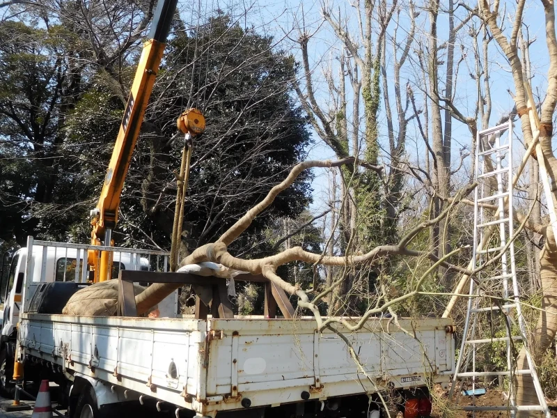 クレーン車で伐採した木を吊るしている様子