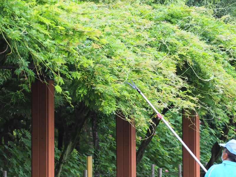 伸びた枝を長鋏みで剪定する様子