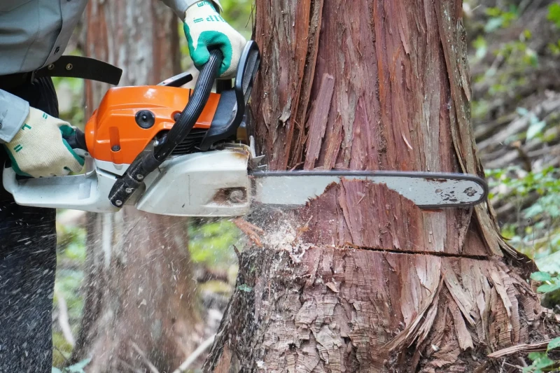 チェンソーで太い木を伐採している作業画像