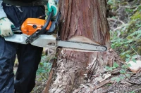 大木の伐採が危険な理由とは？大木伐採の費用相場と自分で伐採することのリスクを解説！