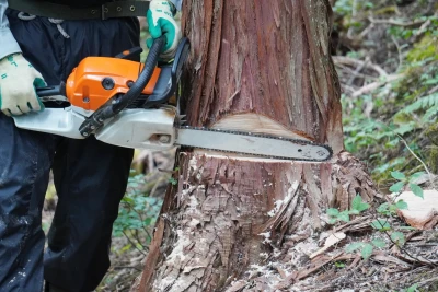 大木をチェンソーで伐採している様子