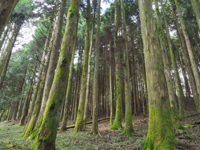 山中に高木が茂っている様子