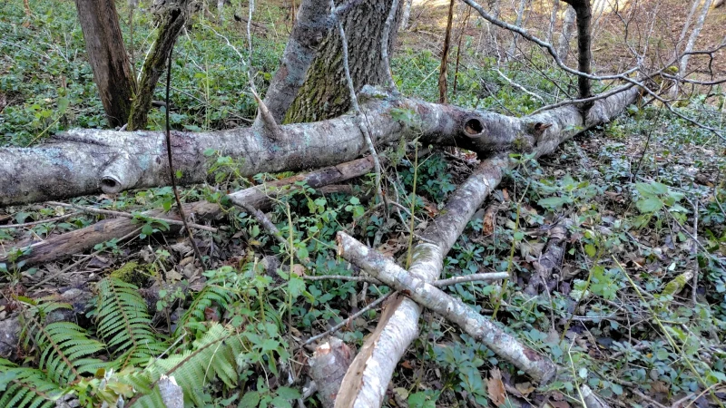 倒れている木の幹
