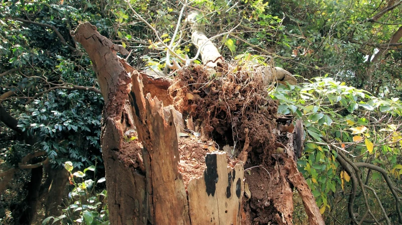 自然災害で折れた木の幹