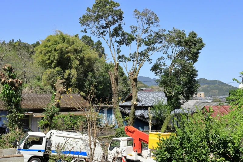 家に近接する大木を伐採する様子