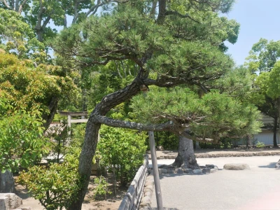 庭に植えられた傾いている松の木
