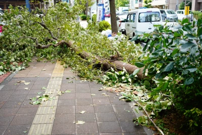 台風で倒れた木が歩道を塞いでいる様子