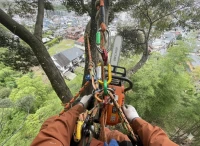 特殊伐採のメリットとは？依頼すべき判断基準を徹底解説