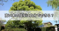 高い木の伐採は自分でできる？自分で伐採する際の注意点から業者依頼の目安まで解説