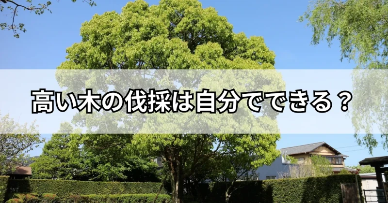 高い木の伐採は自分でできる？