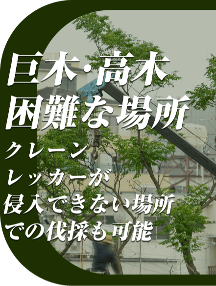 巨木・高木困難な場所 クレーン・レッカーが侵入できない場所での伐採も可能